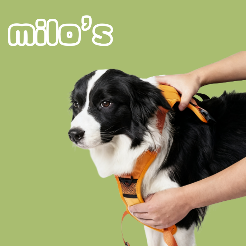 2-in-1 Dog Leash & Harness