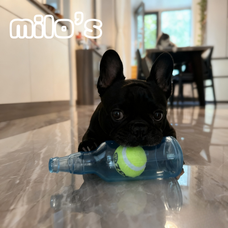 Bottle-Shaped Dog Chew Toy