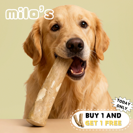 Coffee Wood Dog Chew