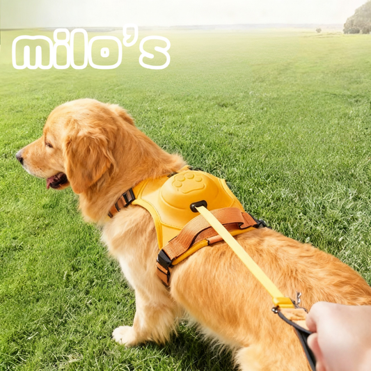 2-in-1 Dog Leash & Harness