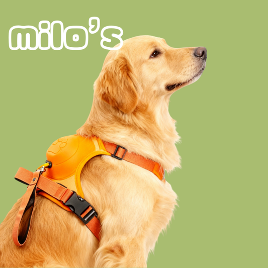2-in-1 Dog Leash & Harness